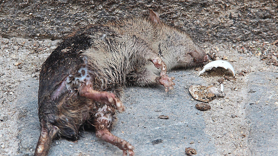 Diese tote Ratte lag am Montagvormittag in der Bernauergasse. Diese tote Ratte lag am Montagvormittag in der Bernauergasse.