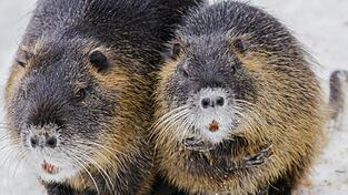 Auf diesem Bild gut zu erkennen sind die orangen Zähne der Nutrias und die weiße Kinn- und Kehlbehaarung. - Außerdem ist die Verwandtschaft mit den Meerschweinchen bei diesem Porträt unverkennbar.