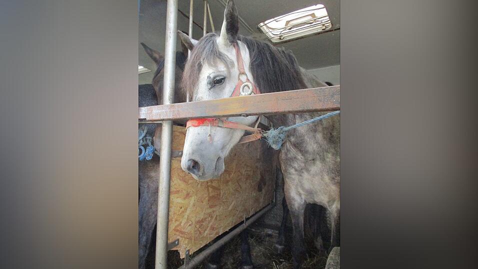 Pferd im Transporter. Pferd im Transporter.