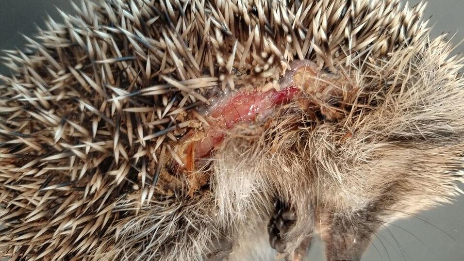 Insbesondere kleine Igel k&ouml;nnen von den M&auml;hrobotern schwer verletzt werden. (Archivbild)