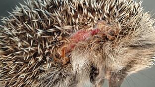 Insbesondere kleine Igel k&ouml;nnen von den M&auml;hrobotern schwer verletzt werden. (Archivbild)