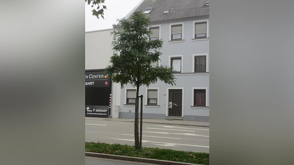 Ein idealer Stra&szlig;enbaum: der Schnurbaum am Stadtgraben zwischen Theresiencenter und Theresientor.
