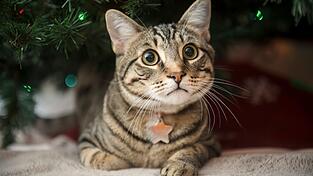 Diese Katze hat es sich unter dem Weihnachtsbaum gemütlich gemacht. Diese Katze hat es sich unter dem Weihnachtsbaum gemütlich gemacht.