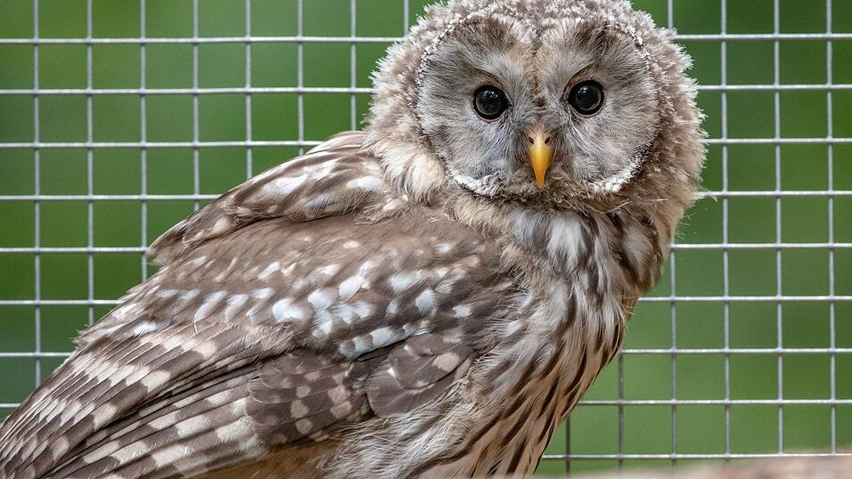 Ein Habichtskauz sitzt in einem Gehege.