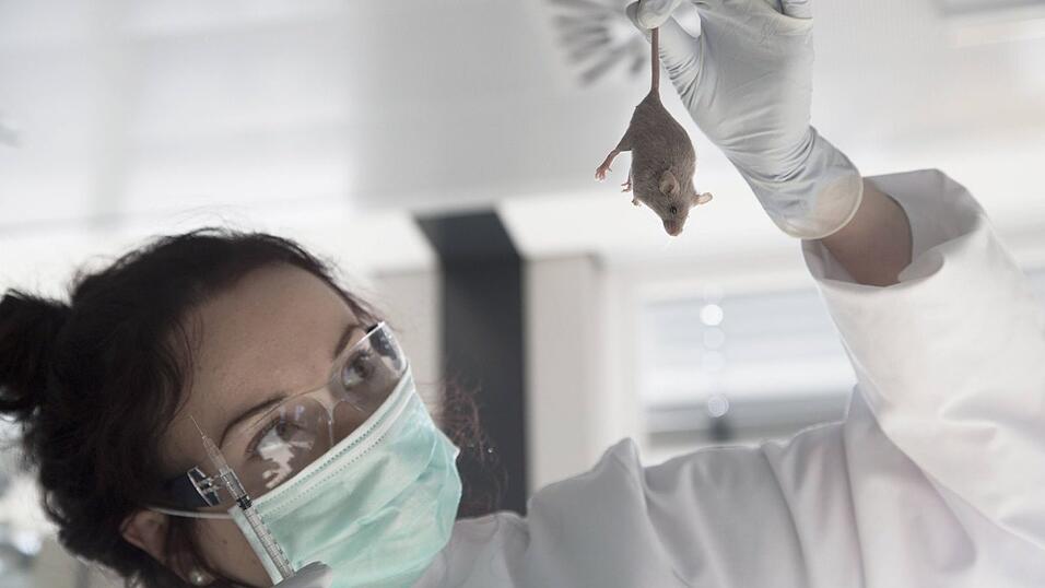 Die Debatte um Tierversuche, besonders an Nagetieren, wird auch deshalb so hitzig gef&uuml;hrt, weil Mediziner immer wieder ihren Nutzen f&uuml;r die Medikamentenforschung betonen. Dr. Gaby Neumann widerspricht. (Symbolbild)