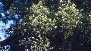 Bl&uuml;te des Schnurbaums