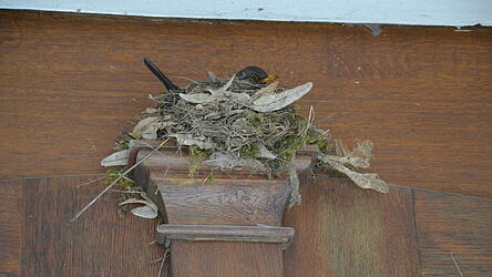 Frau Amsel l&auml;sst sich beim Br&uuml;ten im Nest am Kirchenportal nicht weiter st&ouml;ren. Nach dem Schnappschuss zog sich unser Fotograf schnell wieder zur&uuml;ck.
