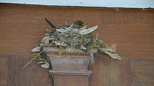 Frau Amsel l&auml;sst sich beim Br&uuml;ten im Nest am Kirchenportal nicht weiter st&ouml;ren. Nach dem Schnappschuss zog sich unser Fotograf schnell wieder zur&uuml;ck.