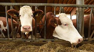 Der Besitzer bringt die Kuh schlie&szlig;lich in ihren Stall zur&uuml;ck. (Symbolbild)