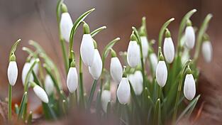Die Temperaturen im Freistaat steigen am Wochenende an. (Archivbild)