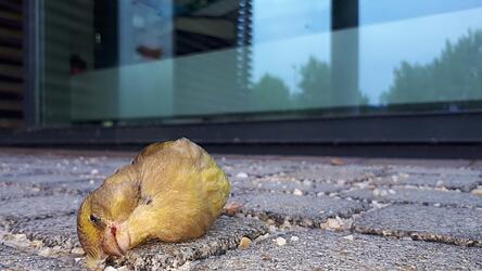 Todesfalle Glas: ein toter Gr&uuml;nfink vor einer spiegelnden Fassade. Die &Ouml;DP Landshut warnt vor dem Streichen des Vogelschutzes in neuen Bebauungspl&auml;nen.