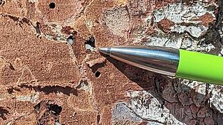 Unter der Rinde sieht man die Larven der Borkenkäferart „Buchdrucker“.