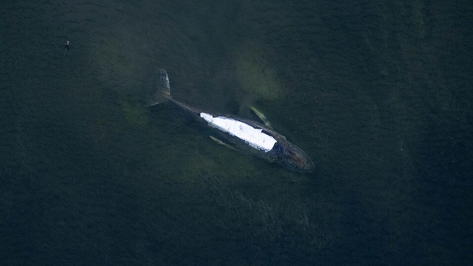 Von einem Flugzeug aus sind der Buckelwal und die T&uuml;cher auf seinem R&uuml;cken gut zu sehen.