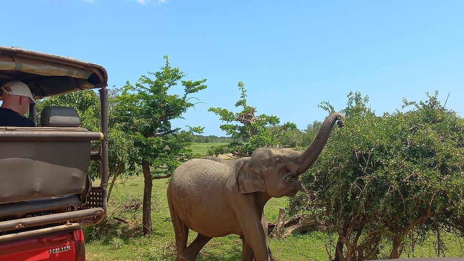 Fotos von Katis Safari im Yala-Nationalpark. Dabei sah die Weltreisende viele wilde Tiere, war aber von vielen anderen Fahrzeugen umgeben.