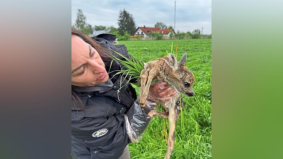 Eine Retterin bringt mit Handschuhen ein junges Kitz vor der Mahd in Sicherheit.
