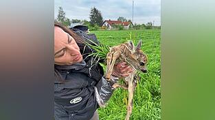 Eine Retterin bringt mit Handschuhen ein junges Kitz vor der Mahd in Sicherheit.
