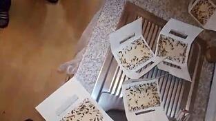 Szene aus dem Video eines Bewohners: Unmengen von Kakerlaken in Fallen.