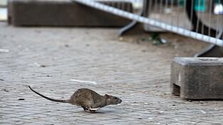 Mehrere Verbände warnen vor Rattenplagen in Deutschland. (Archivbild)