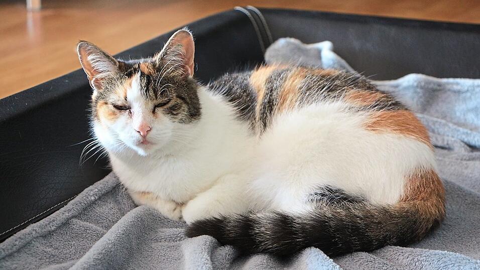 Wer nachts ausgeht, ist tagsüber müde. Wer nachts ausgeht, ist tagsüber müde.