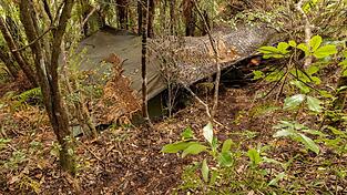 Das Hauptlager wurde in einem dichten Wald auf der Nordinsel entdeckt.