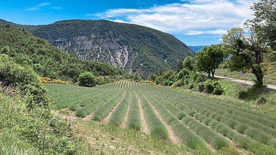 Ein Lavendelfeld kurz vor der Bl&uuml;te in der Provence.