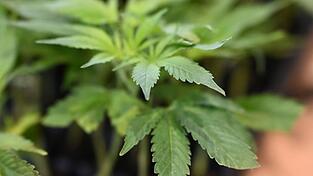 Die Ermittler entdeckten Marihuana. (Symbolbild) Die Ermittler entdeckten Marihuana. (Symbolbild)