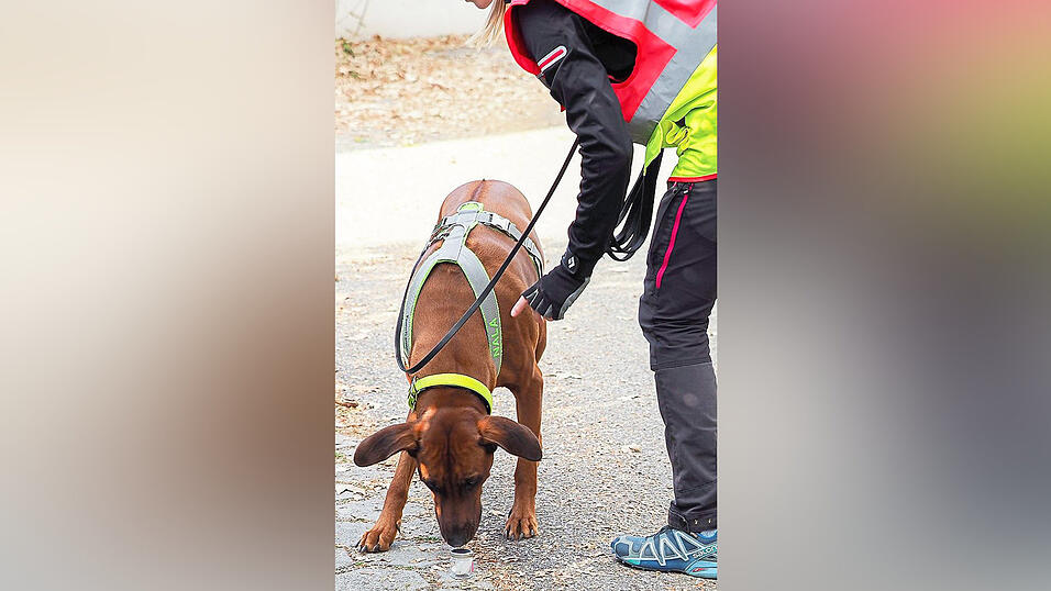 Nach einer Geruchsprobe geht es auf Tier- oder Personensuche.