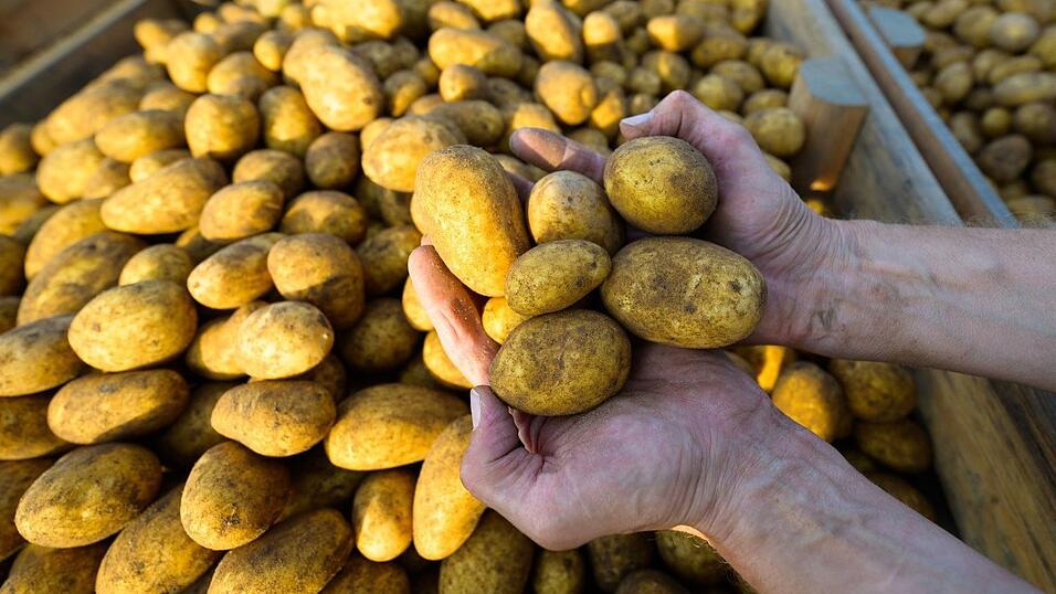 Werden sie mal Pommes, Püree oder Chips? Ein Landwirt hält frisch geerntete Kartoffeln der Sorte Lea in den Händen. (Foto: Archiv) Werden sie mal Pommes, Püree oder Chips? Ein Landwirt hält frisch geerntete Kartoffeln der Sorte Lea in den Händen. (Foto: Archiv)