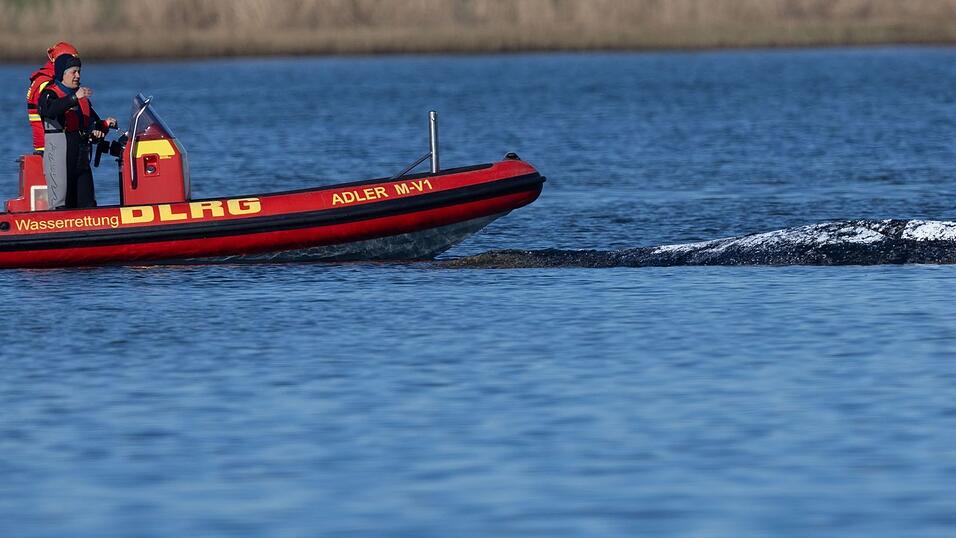 Der Meeress&auml;uger liegt in einer freigesp&uuml;lten Mulde vor der Insel Poel.
