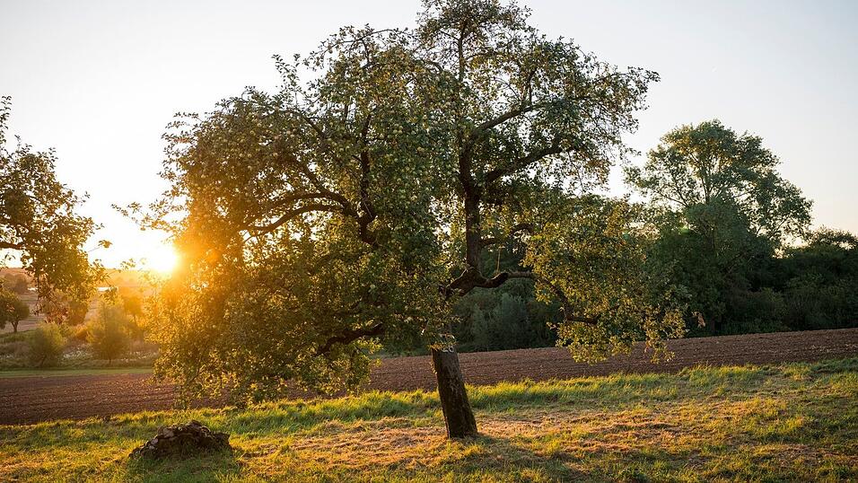 Streuobstwiesen bieten vielen Arten eine Heimat. (Symbolbild)