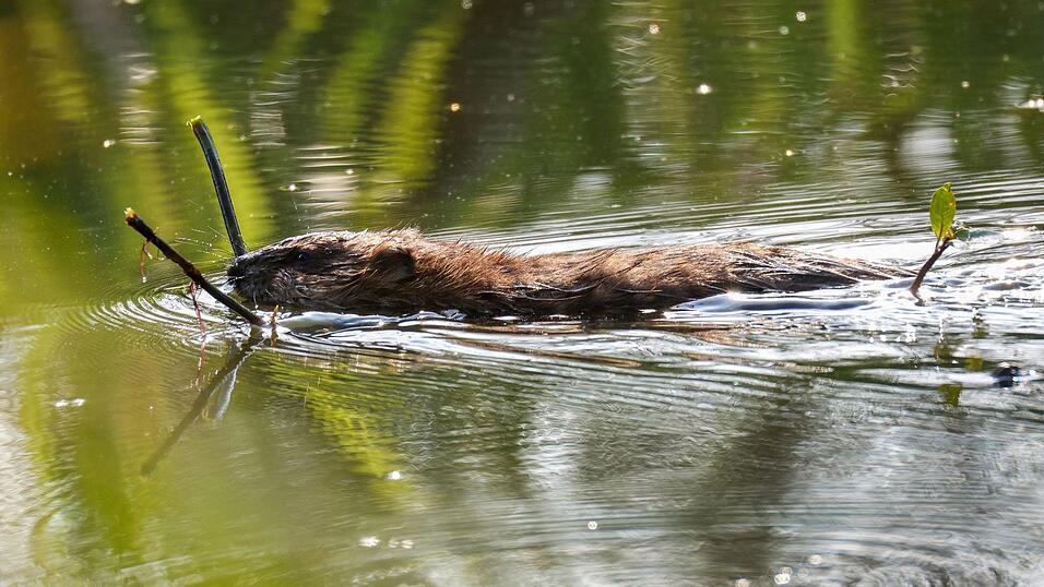 Nach Einschätzung der Beamten wurden die beiden Biber im Laufe der vergangenen Woche getötet. (Symbolbild) Nach Einschätzung der Beamten wurden die beiden Biber im Laufe der vergangenen Woche getötet. (Symbolbild)