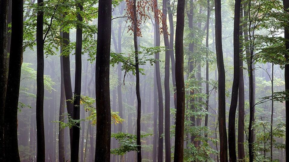 Lichte Laubw&auml;lder wie hier in der N&auml;he von Lohr am Main sind typisch f&uuml;r den Spessart.