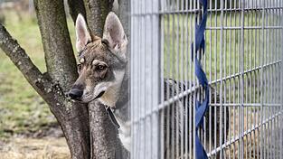 Das Bayerische Verwaltungsgericht Regensburg bestätigt die Abgabepflicht und das Haltungsverbot für die Wolfhunde in Traitsching. (Symbolbild)