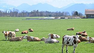 Auch auf Bayerns Weiden werden Rinder seltener. Das «Alpenfleckvieh» - so der offizielle Name - ist ein sogenanntes Doppelnutzungsrind, das sowohl für Fleisch- als auch Milchproduktion gezüchtet wird. Die in Norddeutschland üblichen schwarz-bunten Holsteinrinder hingegen sind Milchkühe. (Symbolbild)