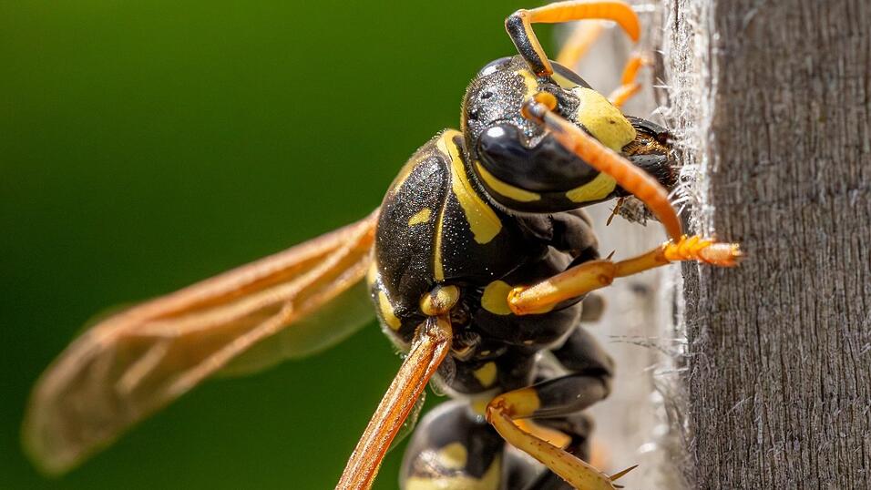 Alle Wespen, wie die Gallische Feldwespe erkennbar an den orangen F&uuml;hlern, bauen papierartige Nester aus Holzfasern, die sie mit Bei&szlig;werkzeugen von totem Holz abschaben.