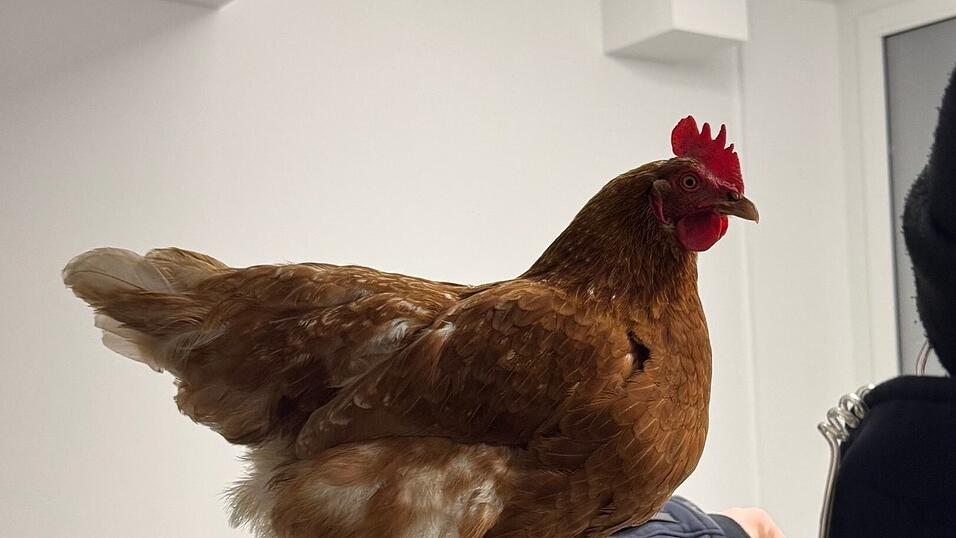 Das Huhn Henrietta auf einem Foto der Bundespolizei.