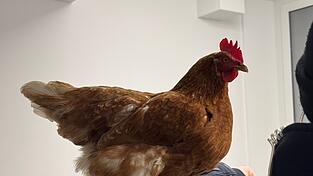 Das Huhn Henrietta auf einem Foto der Bundespolizei.