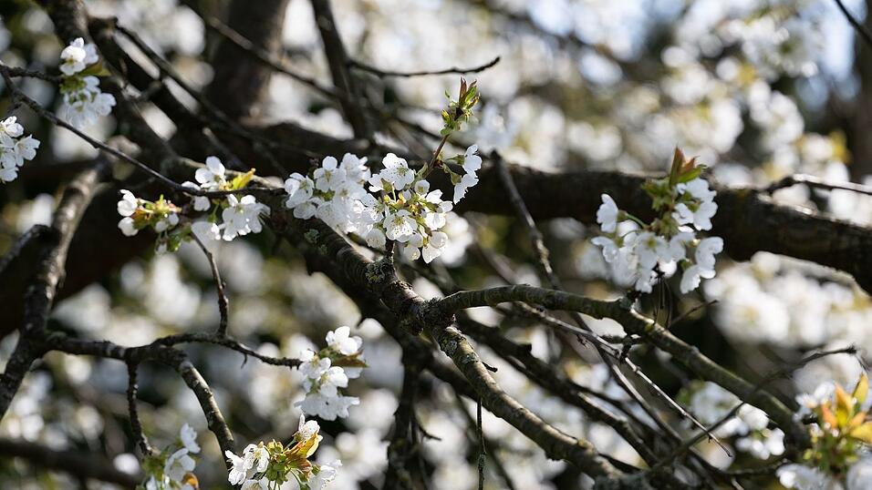 Erst am Montag soll sich die Sonne wieder zeigen. (Symbolbild)
