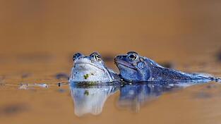 Der Moorfrosch ist der Lurch des Jahres 2025, in Brandenburg ist diese Art noch weiter verbreitet.