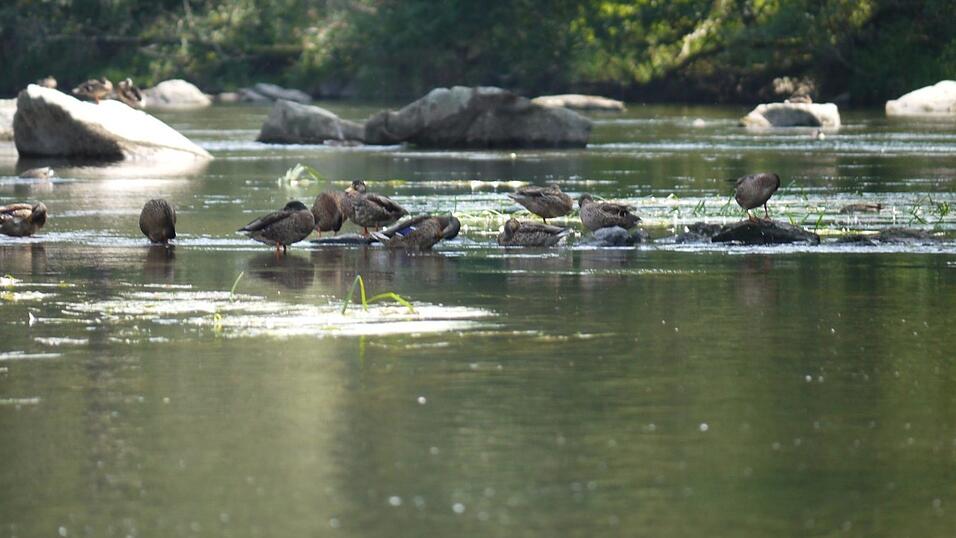 Wunderschönes Ausflugsziel in Passau: die Halser Ilzschleifen. Wunderschönes Ausflugsziel in Passau: die Halser Ilzschleifen.