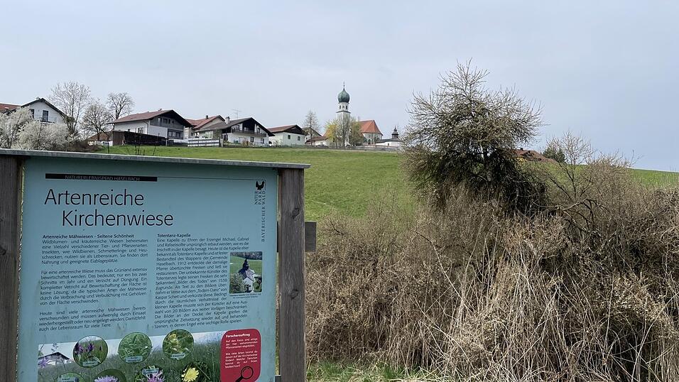 Bald schon wird es hier wieder bl&uuml;hen: Auf dieser Wildwiese wachsen noch Blumen wie in fr&uuml;heren Zeiten.
