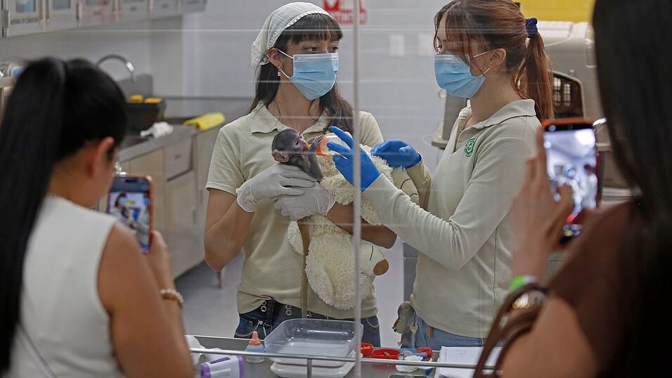 Yuji ist zum Internetstar und zur Hauptattraktion des Zoos geworden.