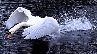 Spaziergänger haben am Montag einen toten Schwan gefunden. (Symbolbild) Spaziergänger haben am Montag einen toten Schwan gefunden. (Symbolbild)
