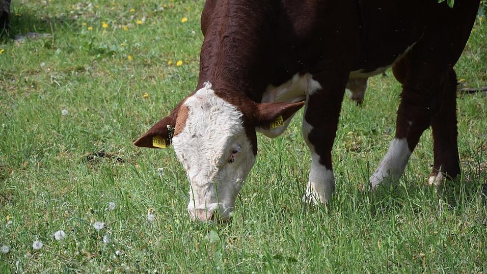 Dieser Axenhofener Hereford-Stier frisst einen Riesenb&auml;renklau ab.