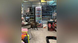 Ein Wildschwein hat sich in einem Kaufhaus verlaufen.