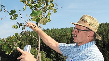 Hier zeigt Georg Fritsch die Elsbeere, eine der seltensten Baumarten in Deutschland.