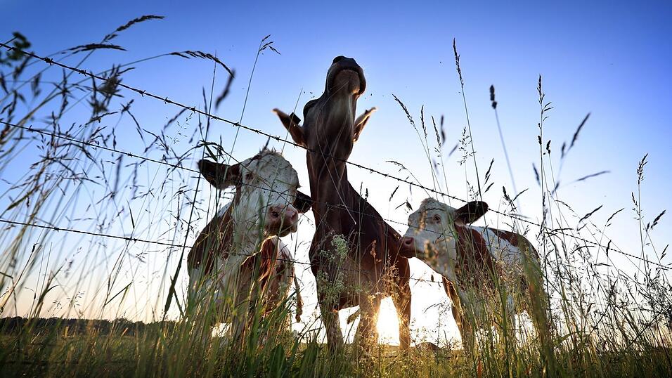 Für viele Verbraucherinnen und Verbraucher spielt Tierwohl eine wichtige Rolle. (Symbolbild) Für viele Verbraucherinnen und Verbraucher spielt Tierwohl eine wichtige Rolle. (Symbolbild)