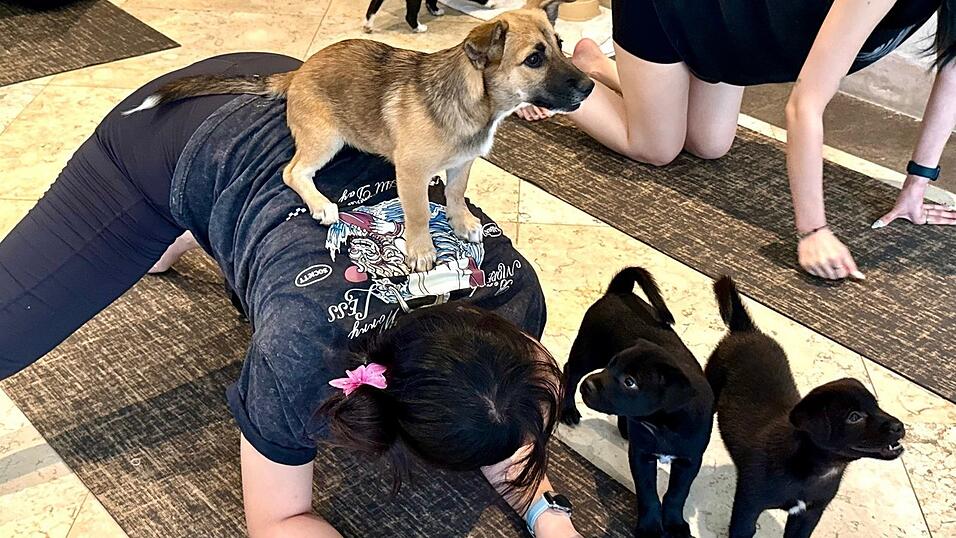 Die Hundebabys sollen das Tempo vorgeben.