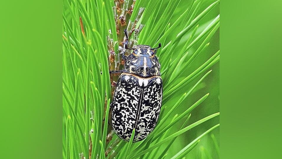 Der seltene Walker (hier ein Weibchen) frisst an Kiefernnadeln. Ein Nachweis in Abensberg w&auml;re f&uuml;r die Biodiversit&auml;t ein gro&szlig;er Erfolg.