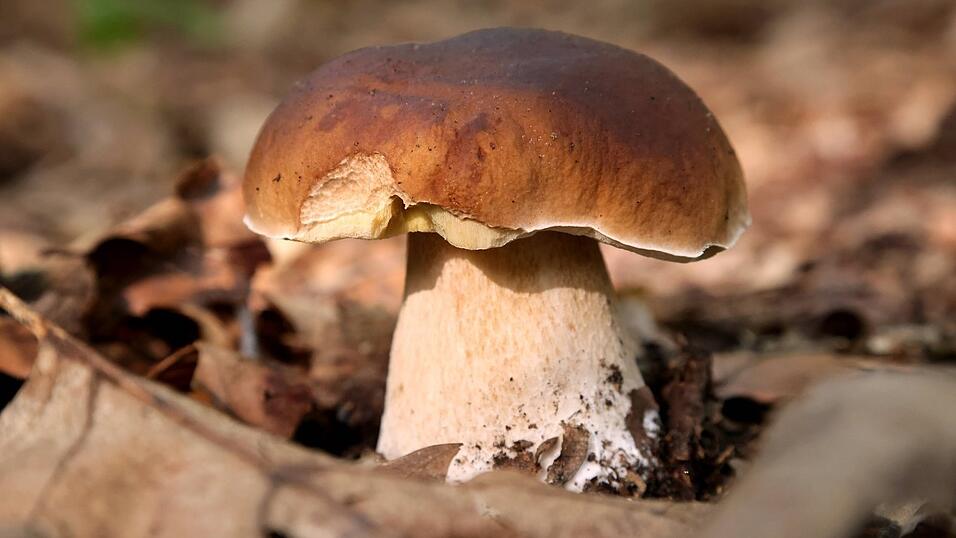 Steinpilze sind hochgeschätze Speisepilze; glücklich, wer sie findet. Steinpilze sind hochgeschätze Speisepilze; glücklich, wer sie findet.